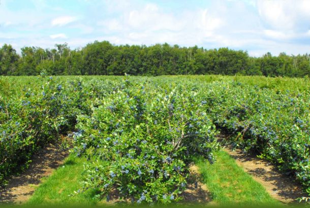 Blueberry Farm for Sale Michigan / Farmland For Sale Allegan MI